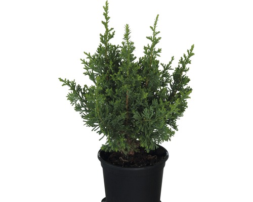 Scheinzypresse 'Little Spire' FloraSelf H 20-25 cm Co 0,8 L