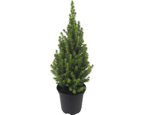 Zuckerhutfichte H 25-35 cm Ø 13 cm Topf Mini Weihnachtsbaum zur Pflanzung geeignet Zuckerhutfichte im Topf