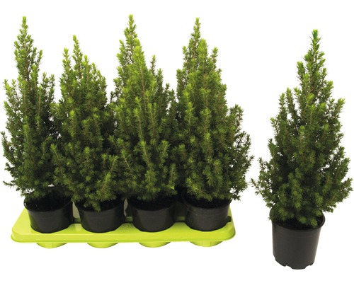 Plusieurs épicéas nains en pot