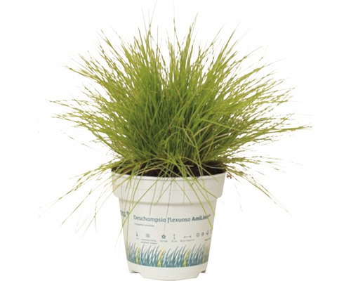 Pot avec canche flexueuse