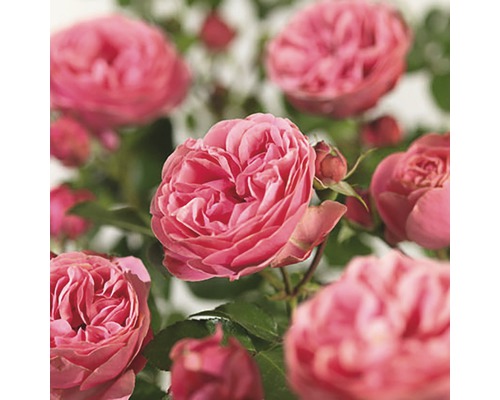 Rosier 'Leonardo da Vinci' ® FloraSelf hauteur 90 cm Co 5 l Rosier 'Leonardo da Vinci' ® FloraSelf hauteur 90 cm Co 5 l