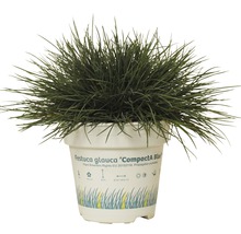 Blauschwingel FloraSelf Festuca glauca 'Compacta Blue' H 5-15 cm Co 0,5 L-thumb-0