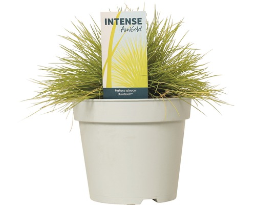 Blauschwingel ''AmiGold'' im Topf