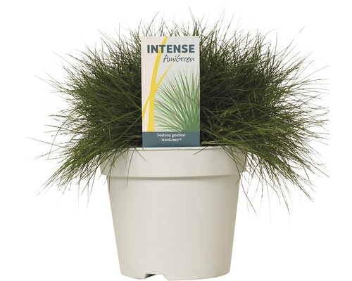 Fétuque bleue Festuca gautieri ''AmiGreen'' en pot
