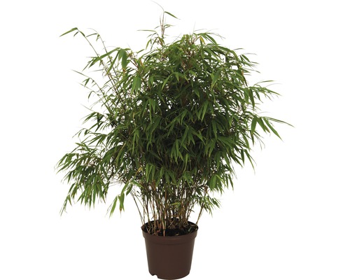 Bambou de jardin résistant au soleil FloraSelf Fargesia rufa H 40-60 cm Co 5 l