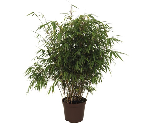 Bambou de jardin résistant au soleil FloraSelf Fargesia rufa H 40-60 cm Co 5 l Plante de bambou en pot pour l''extérieur