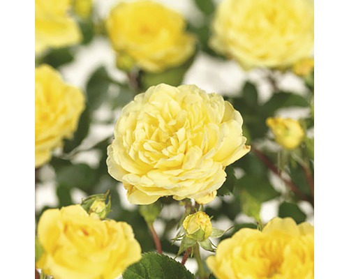 Rosier 'Yellow Meilove' FloraSelf Rosa 'Yellow Meilove' hauteur de tige 90 cm Co 5 l