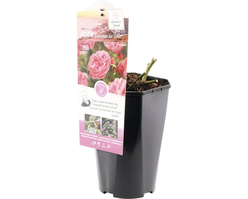 Rose Leonardo da Vinci en pot