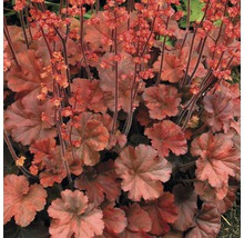 Purpurglöckchen Pflanze mit Blättern und Blüten