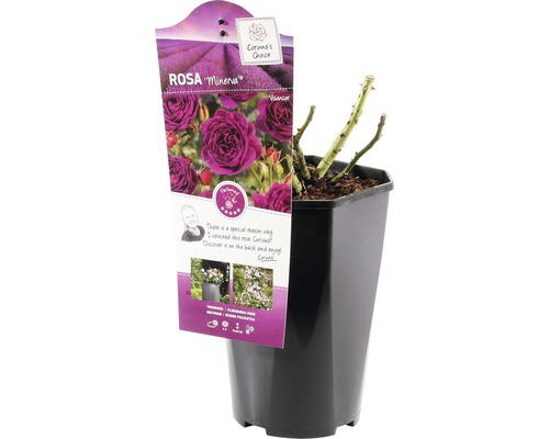 Rose Minerva en pot