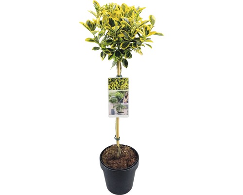 Fusain plante en pot dans un pot noir