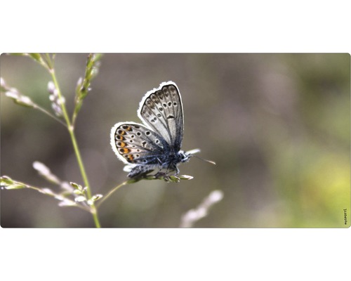 Panneau mural salle de bains mySPOTTI aqua Papillon 90x45 cm-0