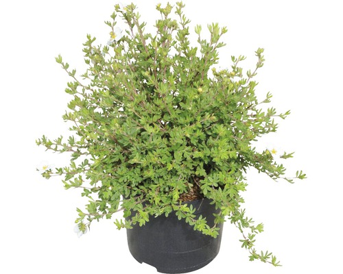 Fingerstrauch im Topf