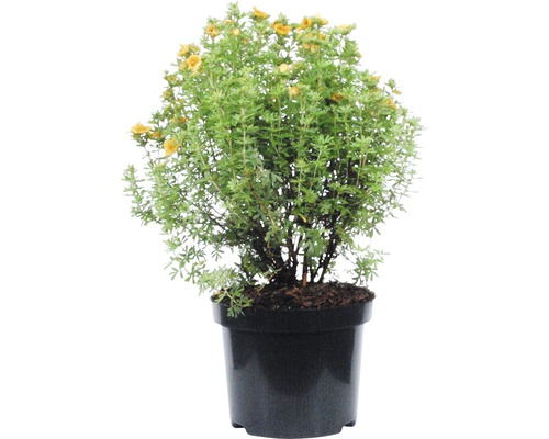 Potentille arbustive jaune en pot