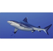 Un requin dans l''eau