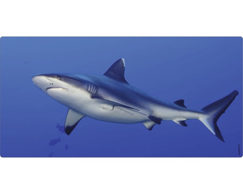Panneau mural salle de bains mySPOTTI aqua Hai 90x45 cm Un requin dans l''eau