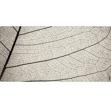 Detailaufnahme eines Blattgerippes