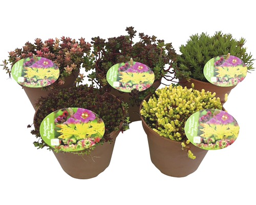 Diverses plantes orpins en pot
