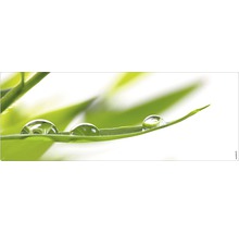 Feuille verte avec gouttes d''eau