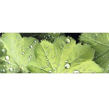 Frauenmantelblätter mit Wassertropfen