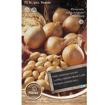 Sturon Steckzwiebeln, 75 Stück