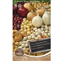 Gemischte Zwiebelsets, 75 Stück, zum Pflanzen