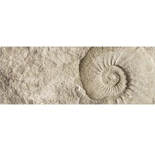 Fossilienabdruck in Stein