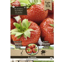 Verpackung XXL Erdbeere Fragaria x ananassa