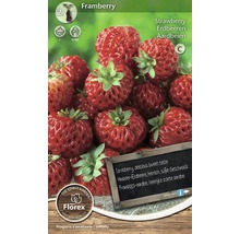 Plant de fraise Framberry, emballage