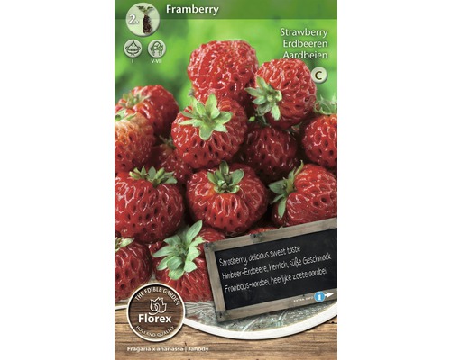 Rhizome fraises 'Framberry' 2 pièces