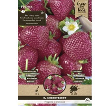 Paquet de plants de fraises Cherryberry