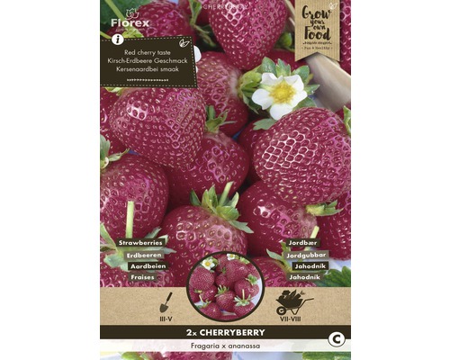 Rhizome Erdbeere 'Cheryberry' 2 Stk