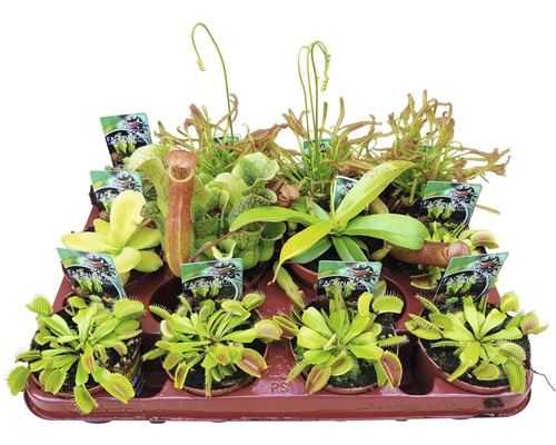 Plantes carnivores FloraSelf Dionaea, Nepenthes, Pingucula, Sarracenia, Drosera H 8-10 cm pot Ø 8,5 cm sélection aléatoire de variétés
