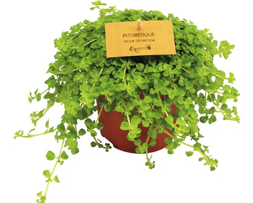 Pilea Depressa Zimmerpflanze im Topf