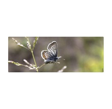 Papillon sur un brin d''herbe