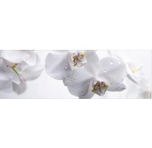 Nahaufnahme von weißen Orchideenblüten mit Wassertropfen