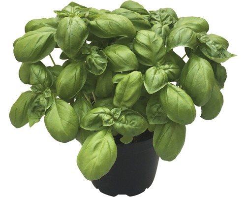 Plant de basilic en pot