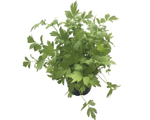 Véritable céleri en pot