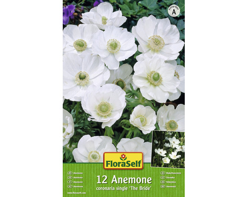 Blumenzwiebel FloraSelf Garten-Anemone 'The Bride' 12 Stk