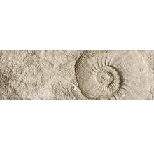 Fossilienabdruck in Steinplatte