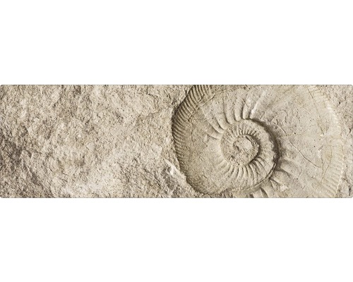 Fossilienabdruck in Steinplatte