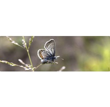 Ein Schmetterling sitzt auf einem Halm.