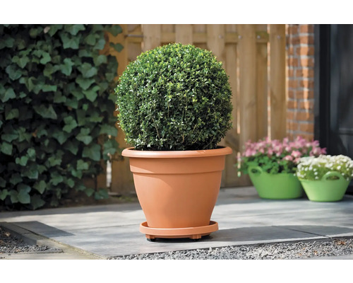 Buis taillé en boule dans un pot de fleurs sur une terrasse