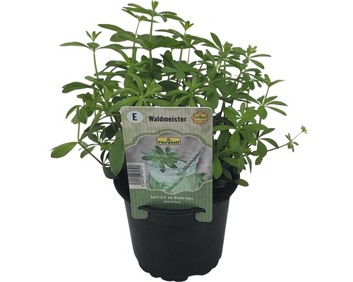 Waldmeisterpflanze im Topf