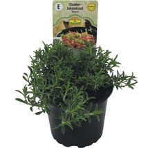 Sarriette FloraSelf Satureja montano 'Bolero' pot Ø 12 cm-thumb-1