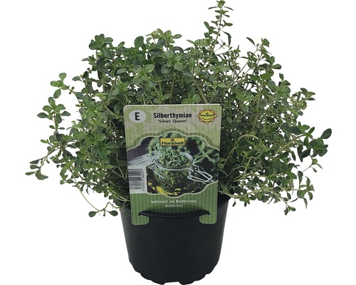 Thym argenté ''Silver Queen'' en pot