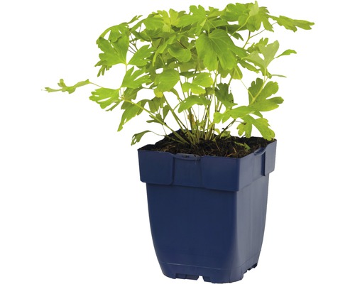 Corydale en pot