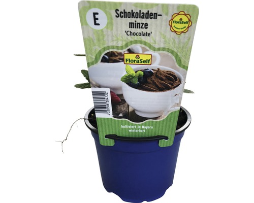 Menthe chocolat en pot