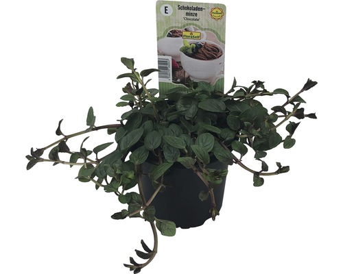 Menthe chocolat en pot