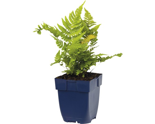 Plante de polypode doré en pot